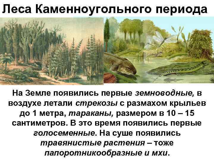 Каменноугольный период какие растения