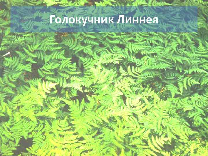 Голокучник Линнея 