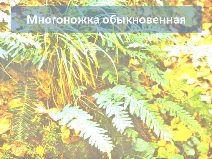 Многоножка обыкновенная 