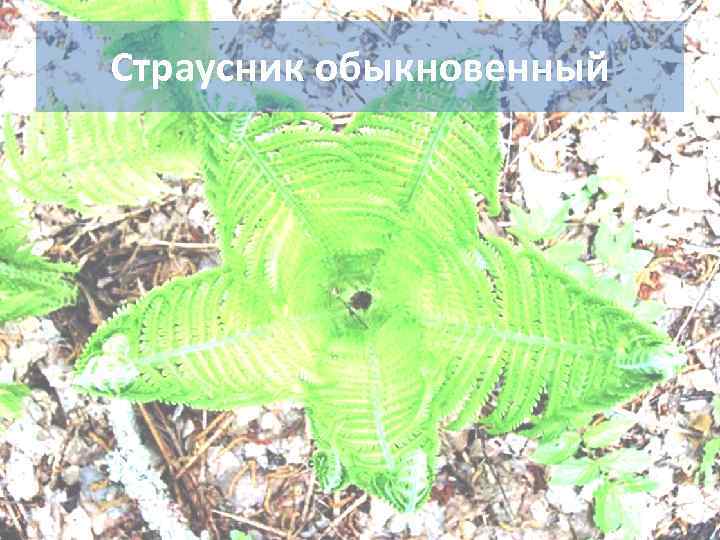 Страусник обыкновенный 