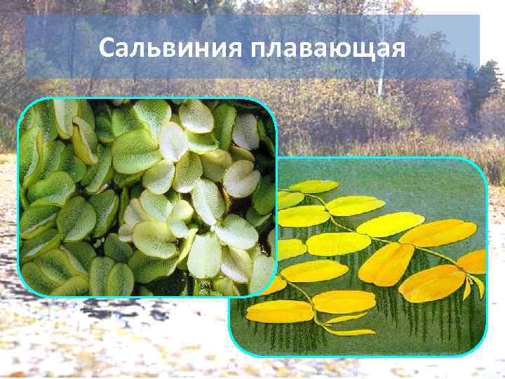 Сальвиния плавающая 