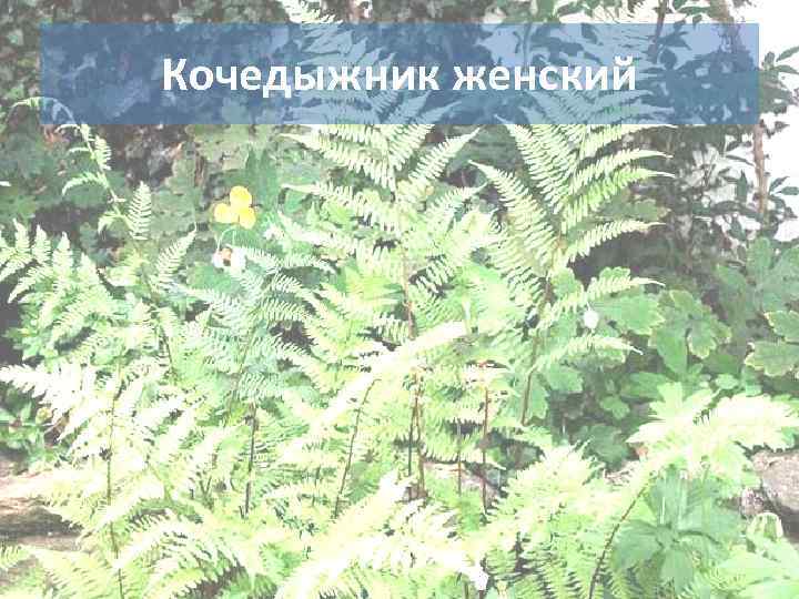 Кочедыжник женский 