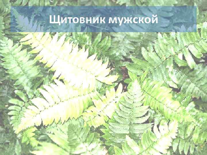 Щитовник мужской 
