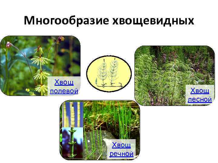 Многообразие хвощевидных  Хвощ  полевой   Хвощ    лесной 