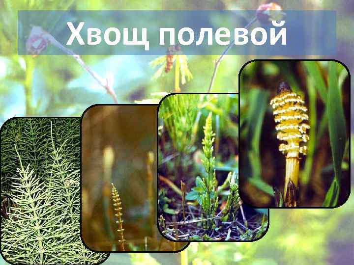 Хвощ полевой 