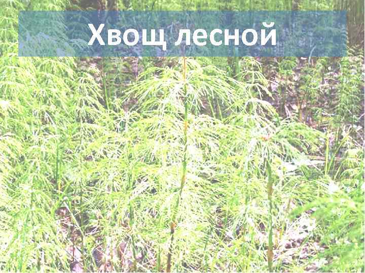 Хвощ лесной 