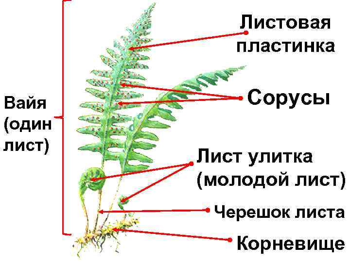 Биология 5 класс рисунок папоротника