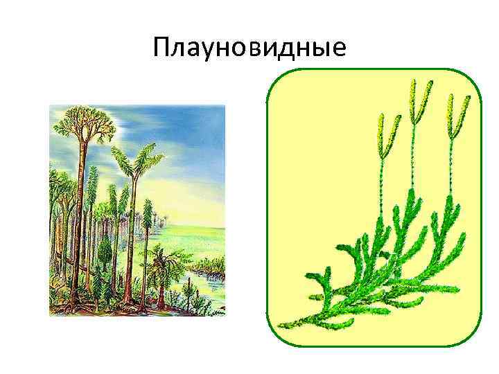 Плауновидные 