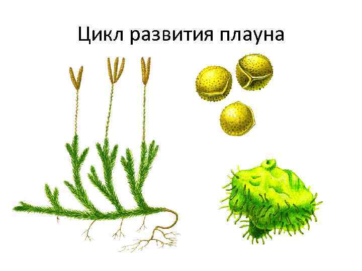 Цикл развития плауна 