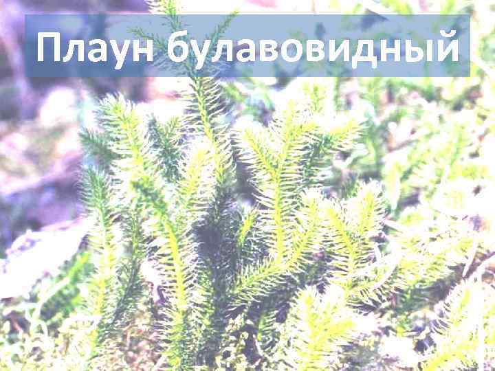 Плаун булавовидный 