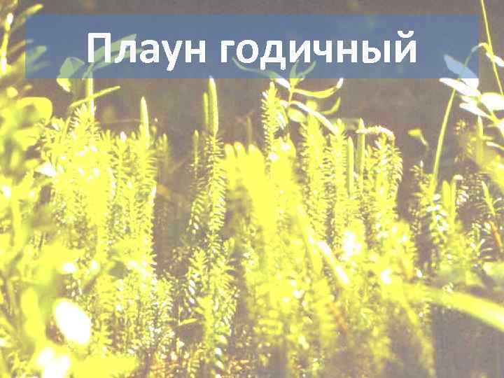 Плаун годичный 
