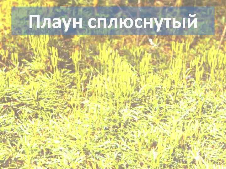 Плаун сплюснутый 