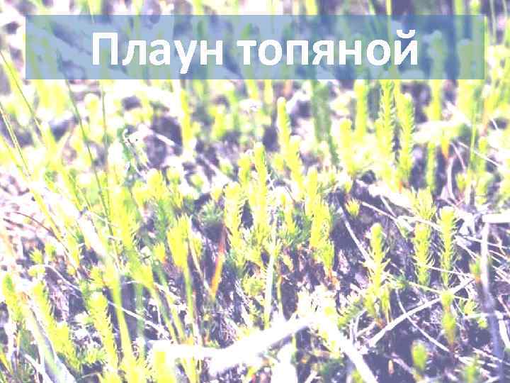 Плаун топяной 