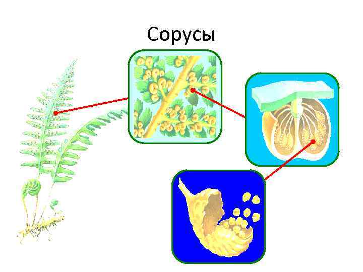 Сорус папоротника рисунок