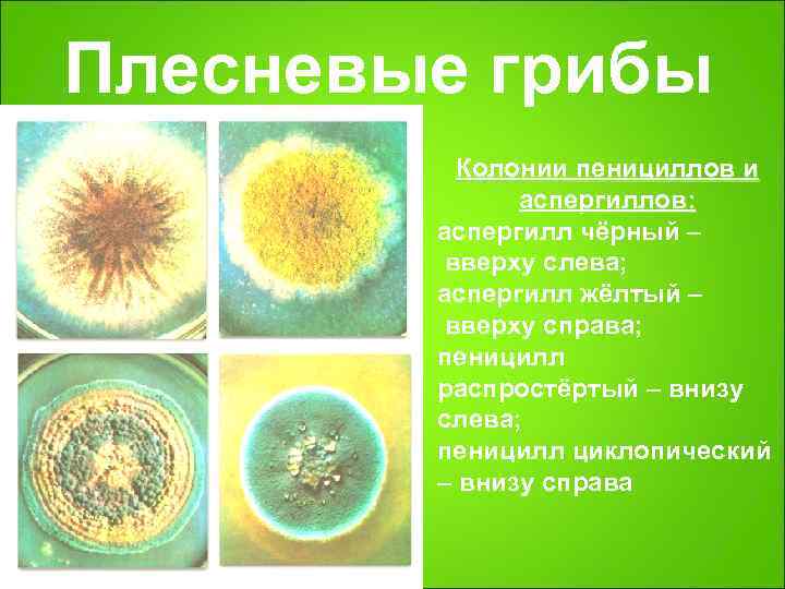 Плесневые грибы  Колонии пенициллов и    аспергиллов:   аспергилл чёрный