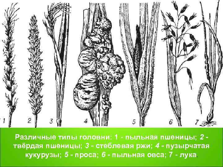 Различные типы головни: 1  пыльная пшеницы; 2 - твёрдая пшеницы; 3 - стеблевая