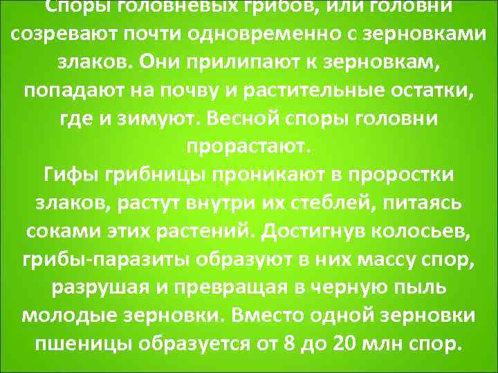   Споры головневых грибов, или головни созревают почти одновременно с зерновками злаков. Они