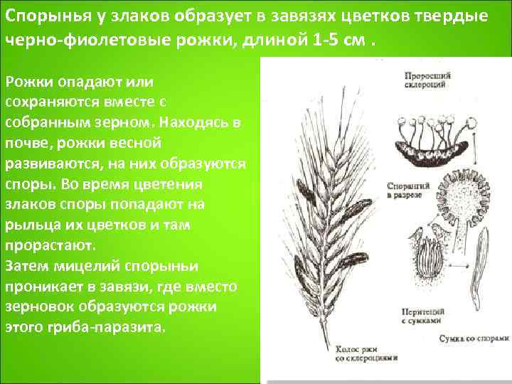 Паразитический гриб спорынья изображена на рисунке под номером