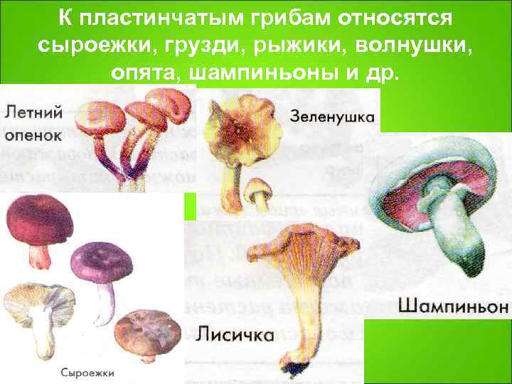 К пластинчатым грибам относятся. Пластинчатые грибы. Какие съедобные грибы относятся к группе пластинчатых