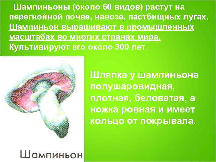  Шампиньоны (около 60 видов) растут на перегнойной почве, навозе, пастбищных лугах.  Шампиньон