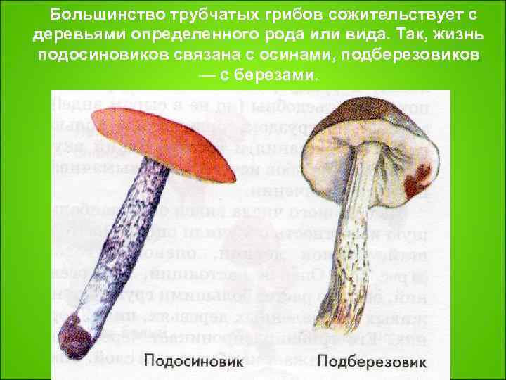  Большинство трубчатых грибов сожительствует с деревьями определенного рода или вида. Так, жизнь подосиновиков