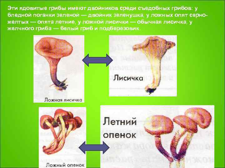 Эти ядовитые грибы имеют двойников среди съедобных грибов: у бледной поганки зеленой — двойник