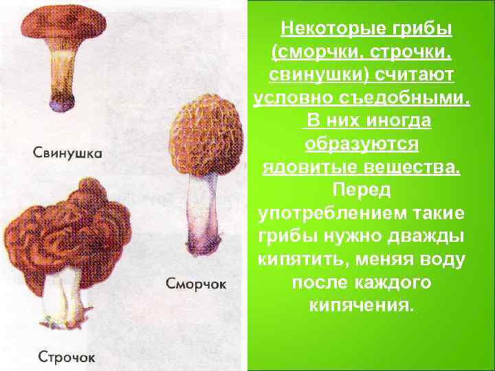   Некоторые грибы  (сморчки, строчки, свинушки) считают условно съедобными.  В них