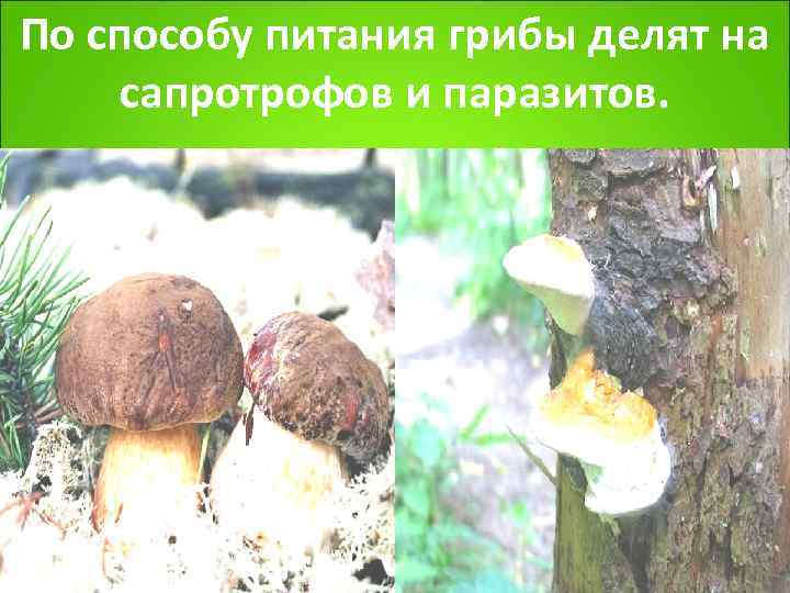 По способу питания грибы делят на сапротрофов и паразитов. 