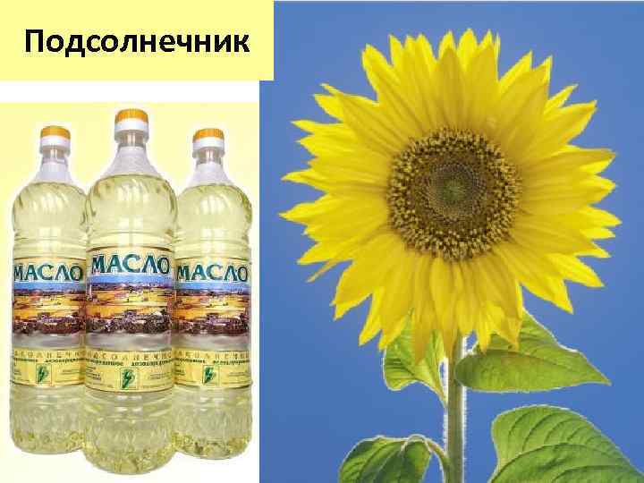 Подсолнечник 