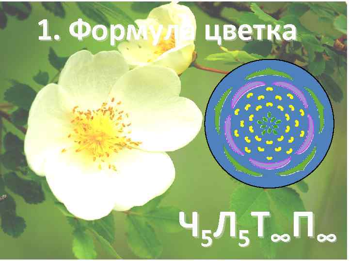 1. Формула цветка   Ч 5 Л 5 Т∞ П ∞ 