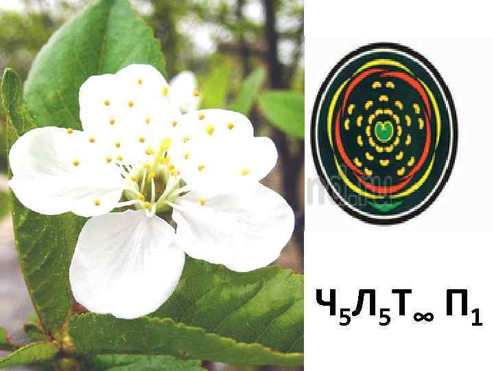 Ч 5 Л 5 Т∞ П 1 