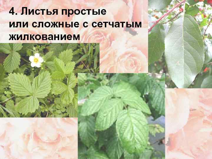 4. Листья простые или сложные с сетчатым жилкованием 