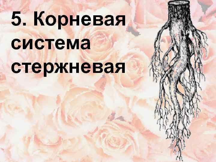 5. Корневая система стержневая 