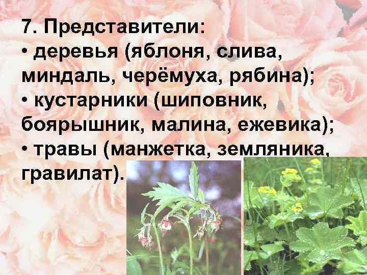 7. Представители:  • деревья (яблоня, слива,  миндаль, черёмуха, рябина);  • кустарники