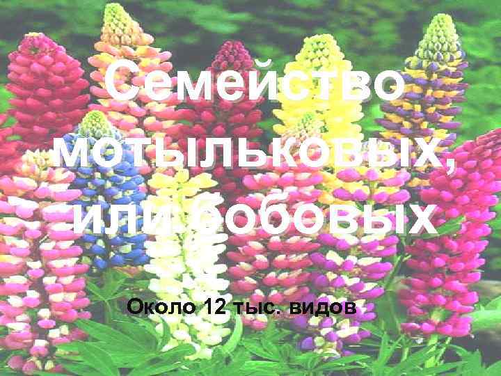  Семейство мотыльковых, или бобовых  Около 12 тыс. видов 