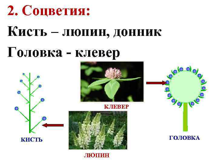 Строение цветка люпина схема