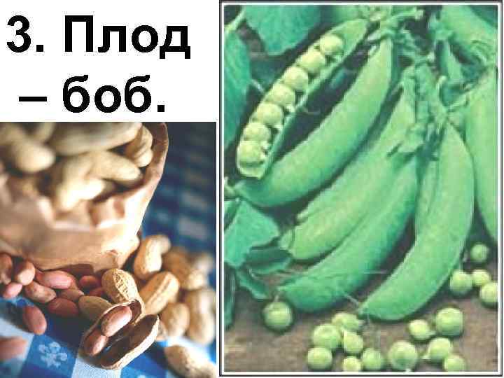 3. Плод – боб. 