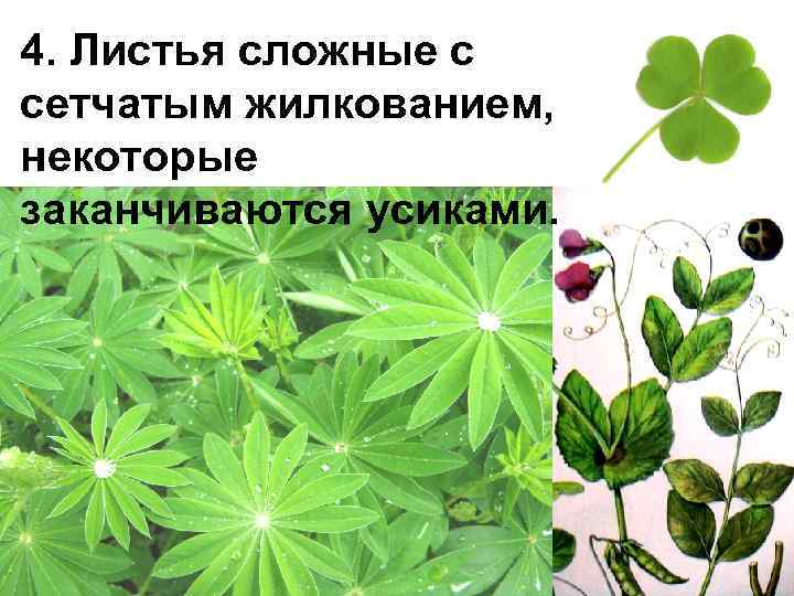 4. Листья сложные с сетчатым жилкованием,  некоторые заканчиваются усиками. 