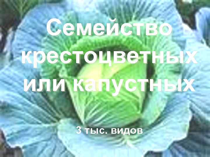  Семейство крестоцветных или капустных 3 тыс. видов 