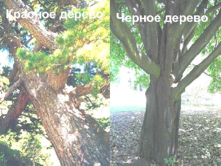 Красное дерево  Черное дерево 