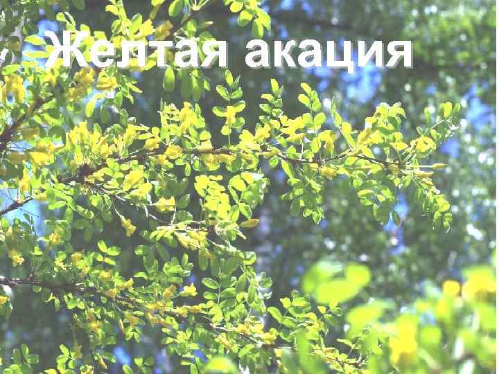 Желтая акация 