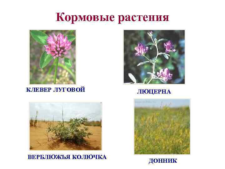  Кормовые растения КЛЕВЕР ЛУГОВОЙ ЛЮЦЕРНА ВЕРБЛЮЖЬЯ КОЛЮЧКА    ДОННИК 