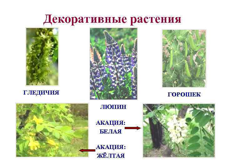   Декоративные растения ГЛЕДИЧИЯ   ГОРОШЕК   ЛЮПИН   АКАЦИЯ: