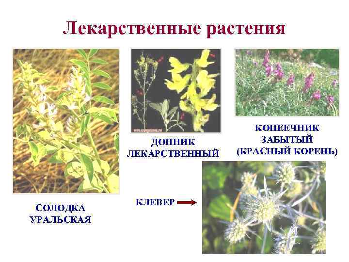   Лекарственные растения      КОПЕЕЧНИК    ДОННИК