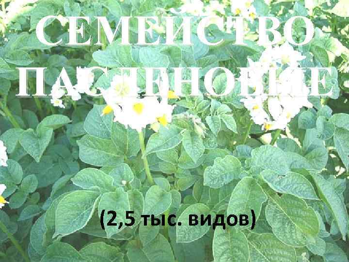  СЕМЕЙСТВО ПАСЛЕНОВЫЕ (2, 5 тыс. видов) 