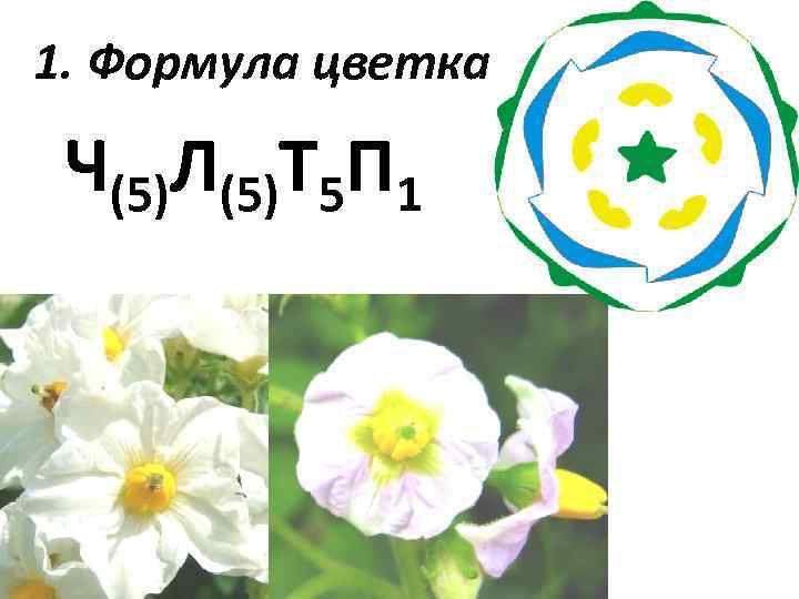 Формулу цветка ч4л4т4 2п1 имеют. Ч0л5т5п1 формула цветка. Формула цветка пасленовых растений.