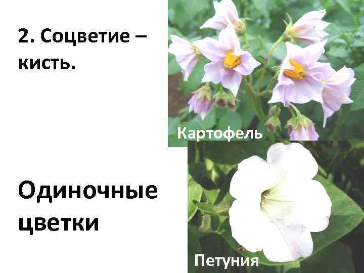 Пасленовые соцветие. Тип соцветия картофеля. Цветки картофеля соцветия. Вид соцветия у картофеля. Соцветие у картофеля называют.