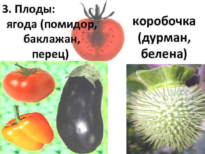 3. Плоды:  ягода (помидор,  коробочка  баклажан,  (дурман,   перец)