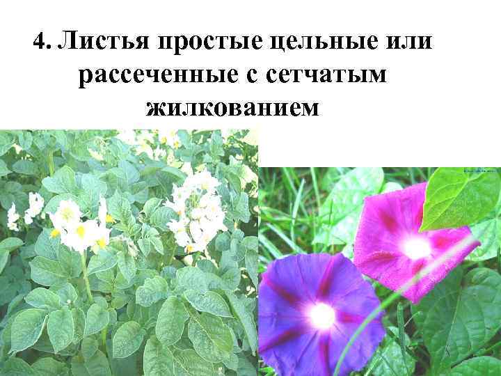 4. Листья простые цельные или  рассеченные с сетчатым   жилкованием 