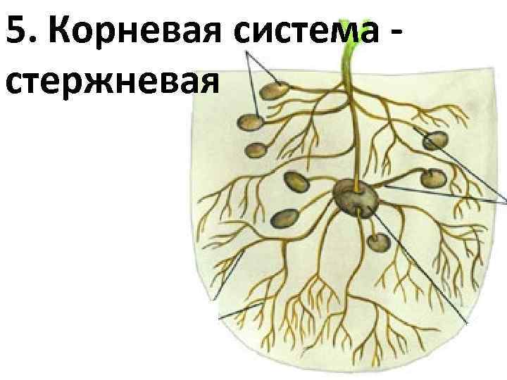 5. Корневая система - стержневая 
